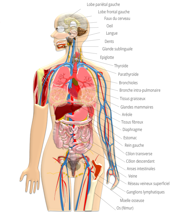 Histologie et pathologie des organes